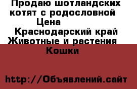 Продаю шотландских котят с родословной › Цена ­ 8 000 - Краснодарский край Животные и растения » Кошки   
